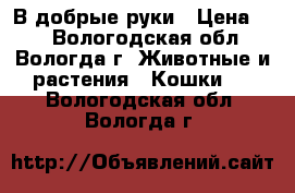 В добрые руки › Цена ­ 3 - Вологодская обл., Вологда г. Животные и растения » Кошки   . Вологодская обл.,Вологда г.